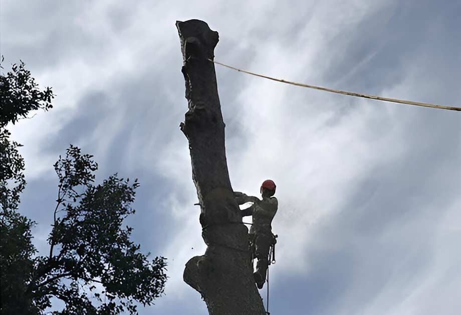 Débroussaillage