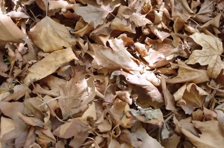 Ramassage de feuilles mortes, Saint-Raphaël, Le Forestier