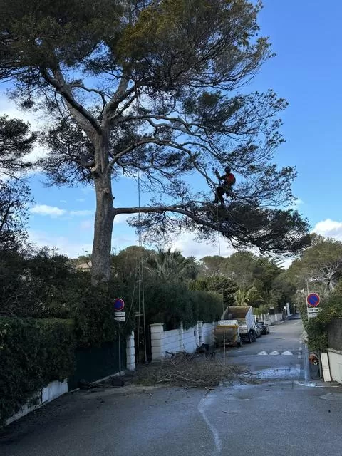 Élagage de grands arbres, Saint-Raphaël, Le Forestier