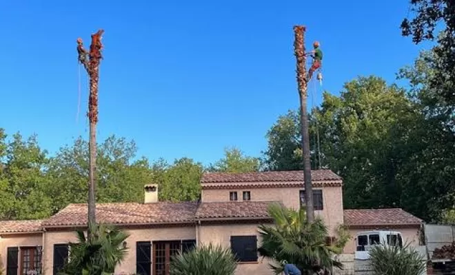Démontage de Palmiers, Anthéor, Le Forestier