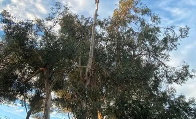 Démontage d'un Eucalyptus, Sainte-Maxime, Le Forestier
